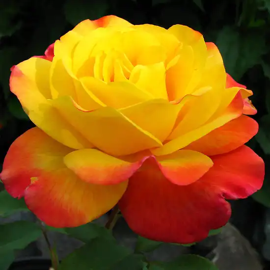 30-70 cm - Trandafiri - Samba® - 